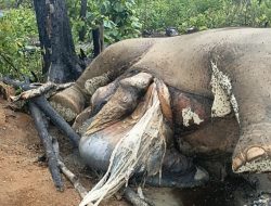 KETIKA HUTAN TAK LAGI AMAN: KEMATIAN INDUK DAN ANAK GAJAH UNGKAP DUGAAN KELALAIAN DI BENTANG ALAM SEBLAT