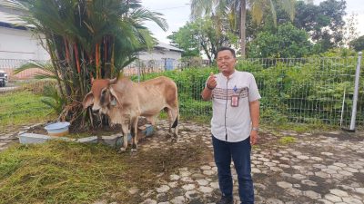 KSOP Pulang Pisau Tebar Kepedulian Lewat Kurban 2 Ekor Sapi dan 3 Ekor Kambing